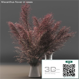 Miscanthus flower in vases.