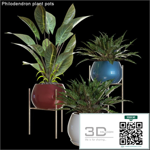 Philodendron plant pots # 2