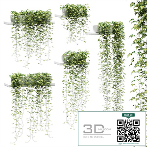 Ivy for shelves v2