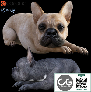 Dog_Bull
