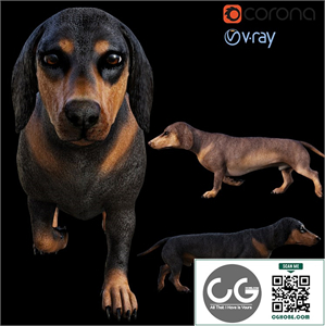 Dog_Dachshund