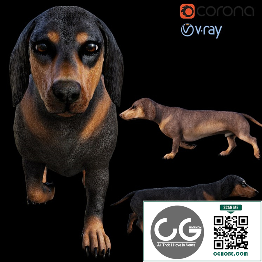 Dog_Dachshund
