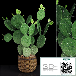 Plant 9