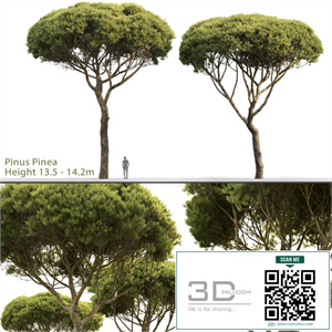 Pine