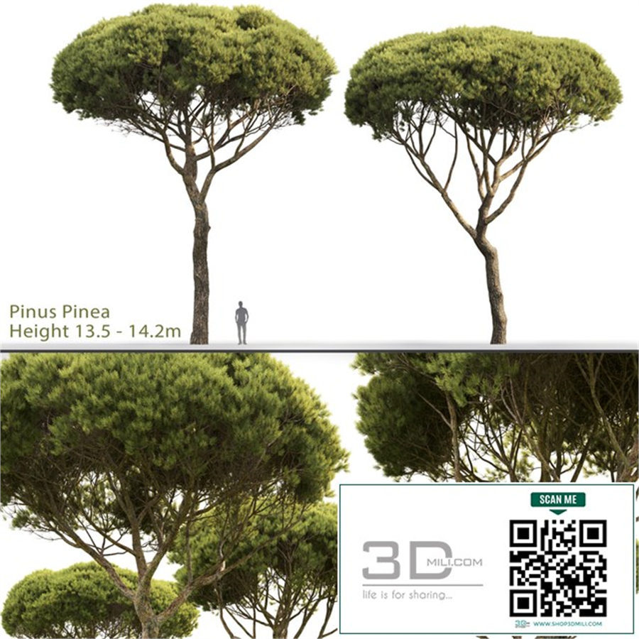 Pine