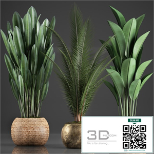 Collection of 360 plants. Banana, coconut tree, strelitzia, basket, rattan, indoor plants, strelitzia, eco design