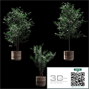Plants in wooden pots. 3 models