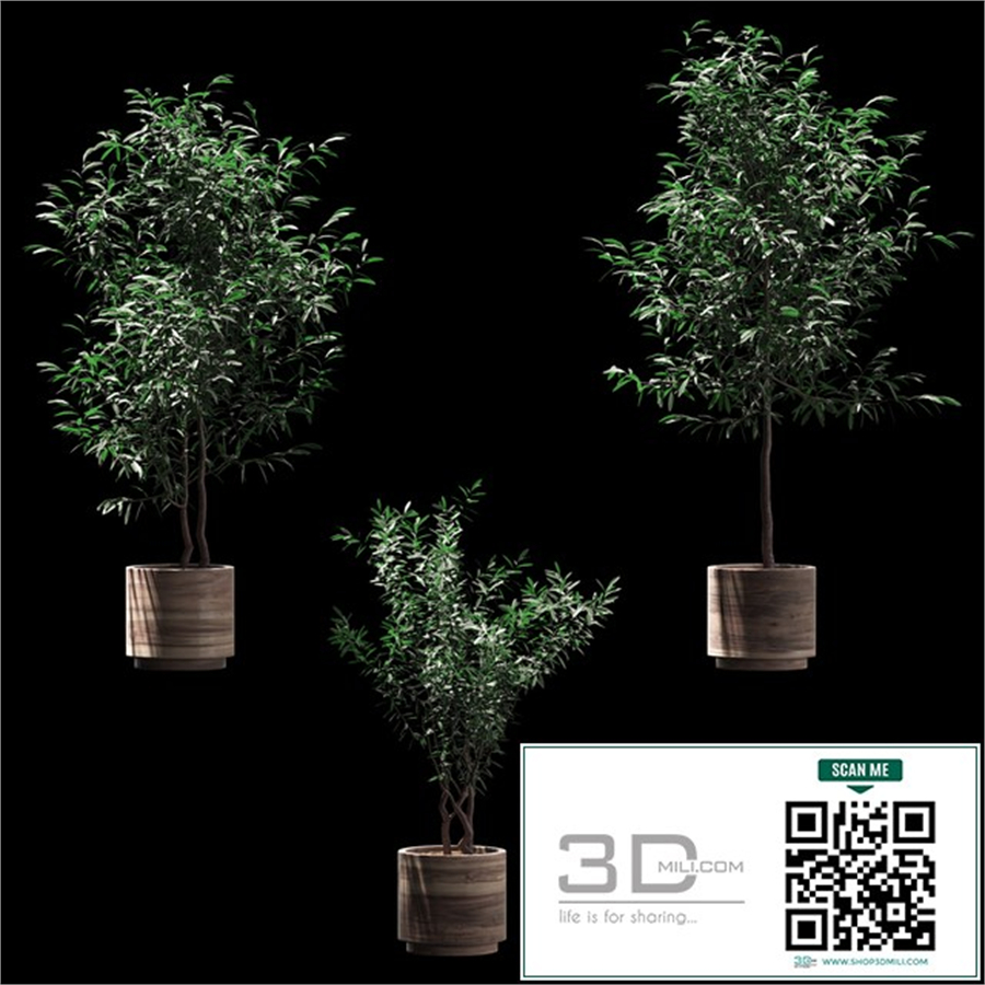 Plants in wooden pots. 3 models