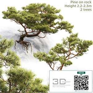 Pine