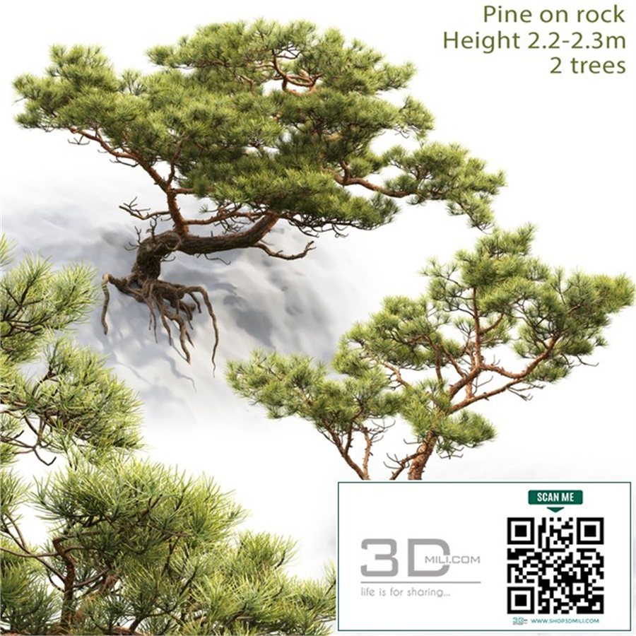 Pine