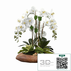 Phalaenopsis Silk Orchids