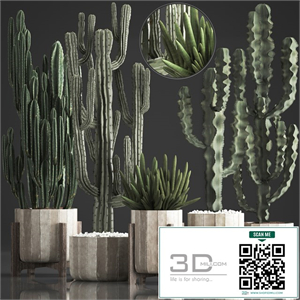 Plant Collection 374. Cactus, concrete flowerpot, cereus, spurge, carnegia, indoor cactus, desert plants, concrete pot