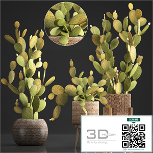 Plant Collection 375. Cactus set. cacti, basket, rattan, prickly pear, indoor cactus, Prickly pear, eco style, design, natural materials