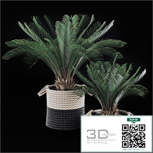 Palms in baskets