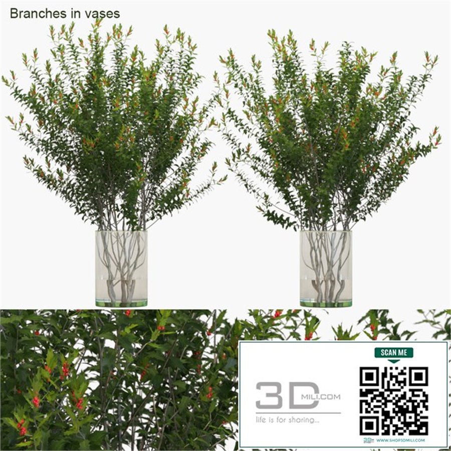 Branches in vases: Dragon Lady
