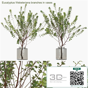 Eucalyptus Websteriana branches in vases # 1