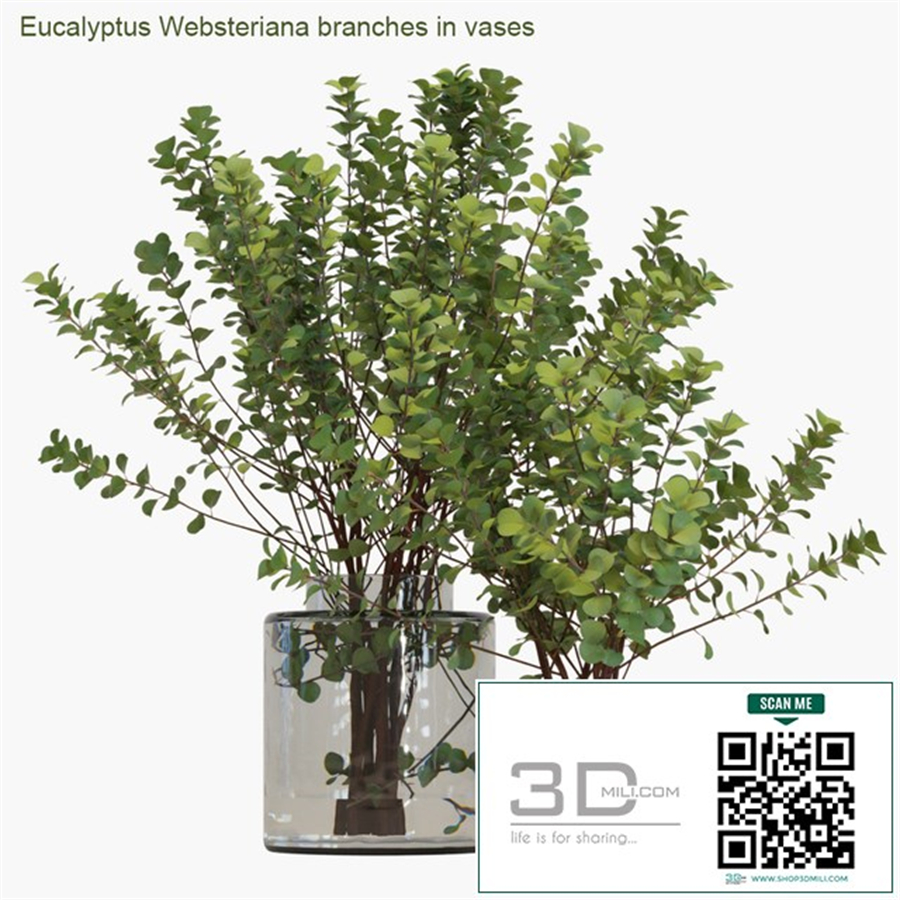 Eucalyptus Websteriana branches in vases # 2