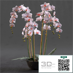 Orchid