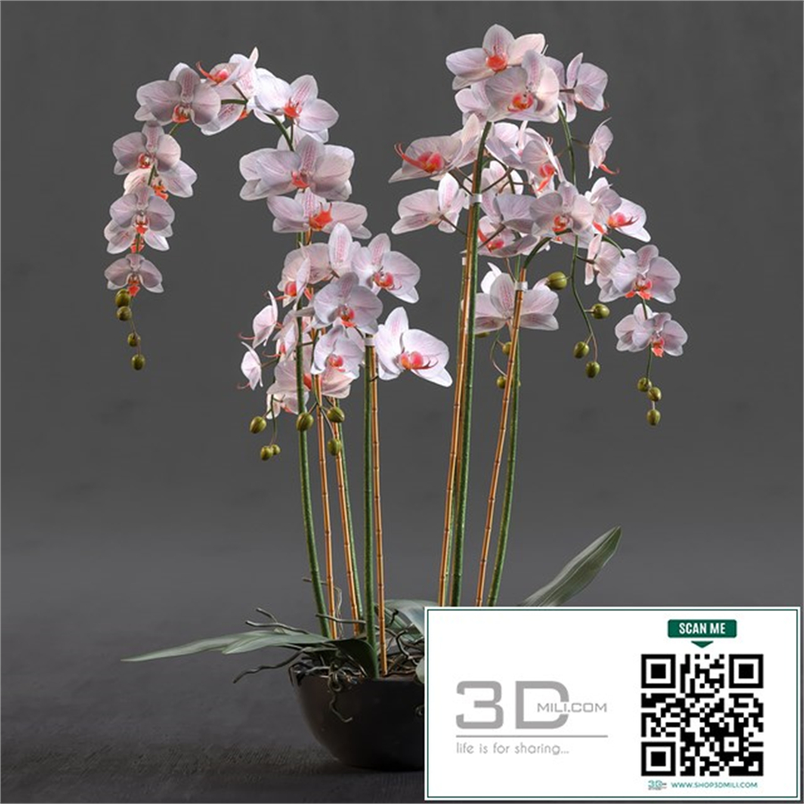 Orchid