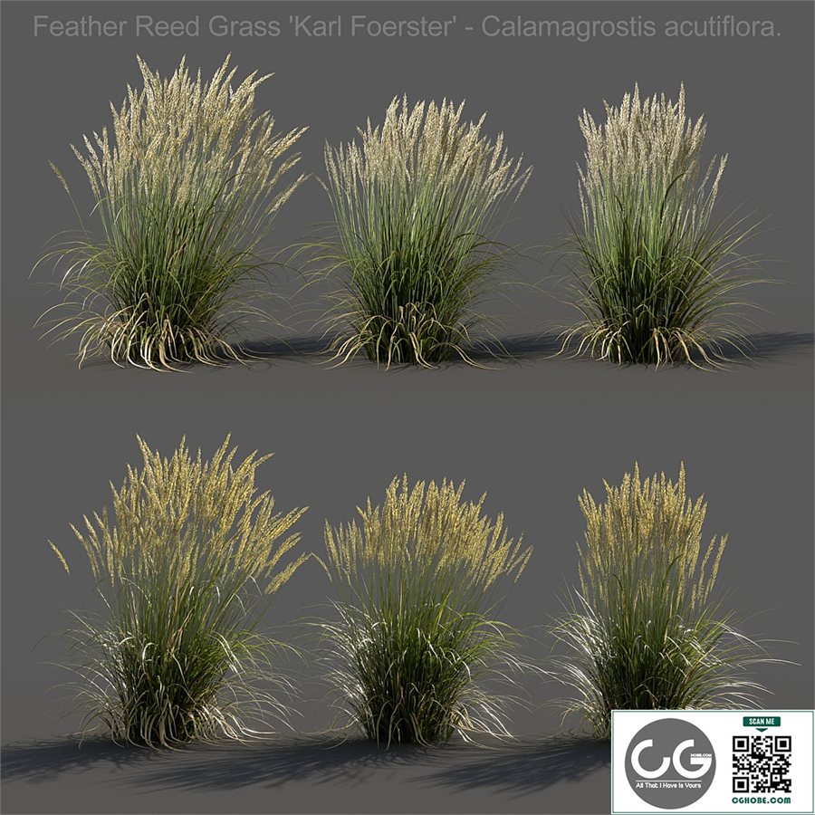 Feather Reed Grass - Calamagrostis acutiflora - Low