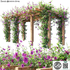 Clematis 04