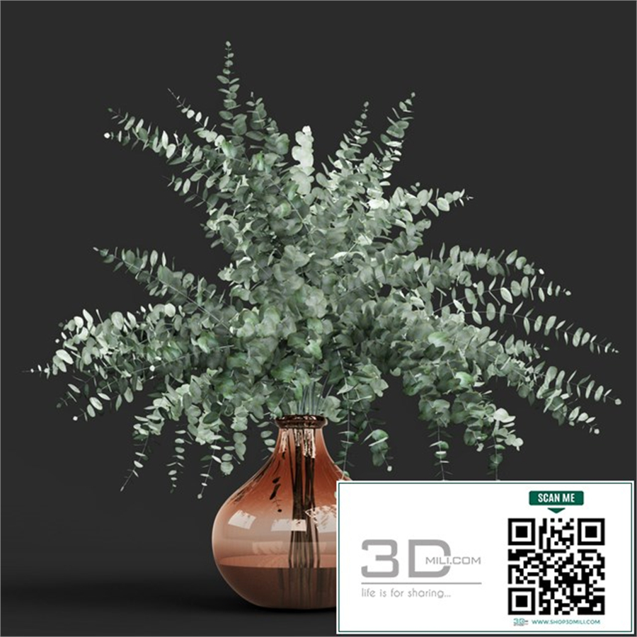 Vase eucalyptus cinerea