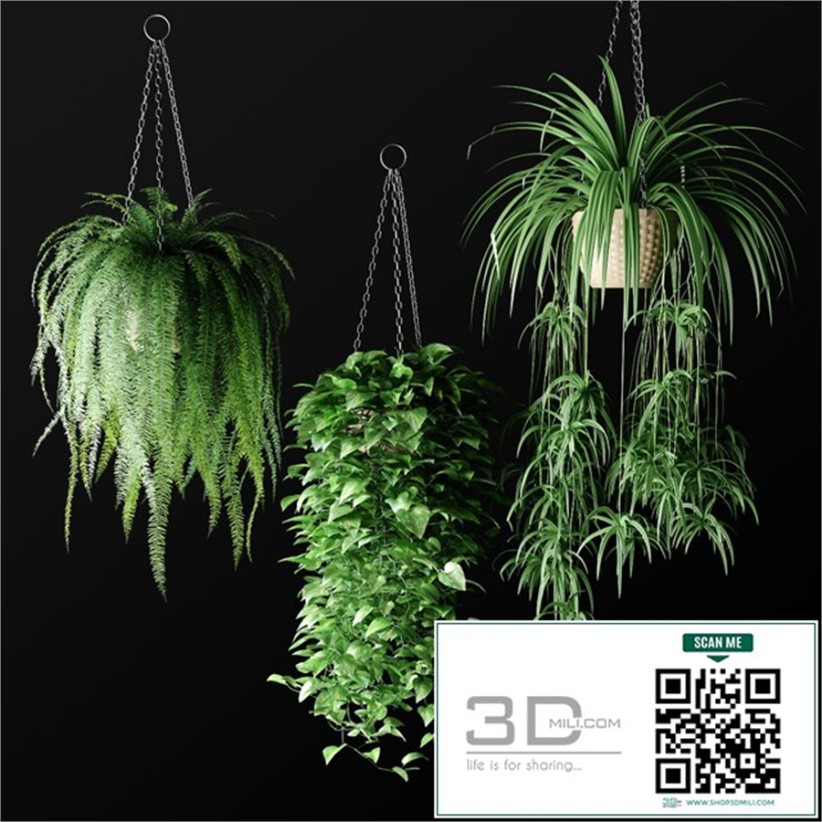 plant 