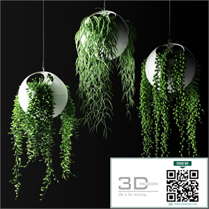 Hanging plants in flower pots | Hanged Plants in spherical hanging planters