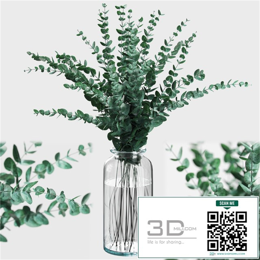 Bouquet of eucalyptus branches