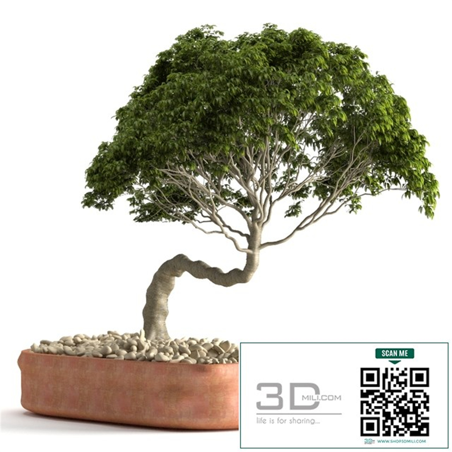 plant 51