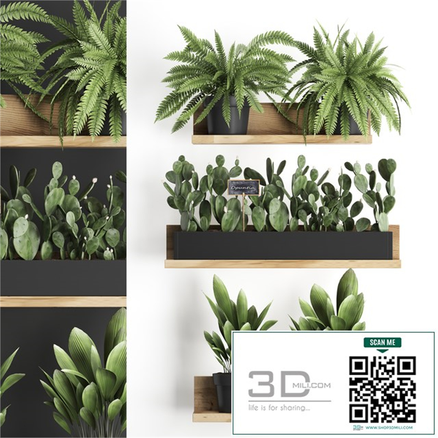 Collection of small plants wooden shelf with flowers in pots with cactus, fern bush, prickly pear. Set 398.