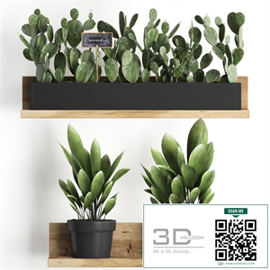 Collection of small plants wooden shelf with flowers in pots with cactus, fern bush, prickly pear. Set 398.
