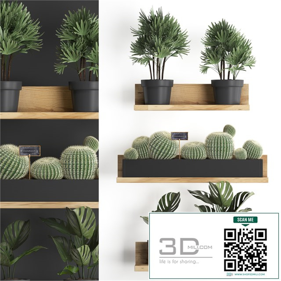 Collection of small plants vertical gardening wooden shelf with flowers in pots with Cactus, monstera, Raphis palm. Set 51.