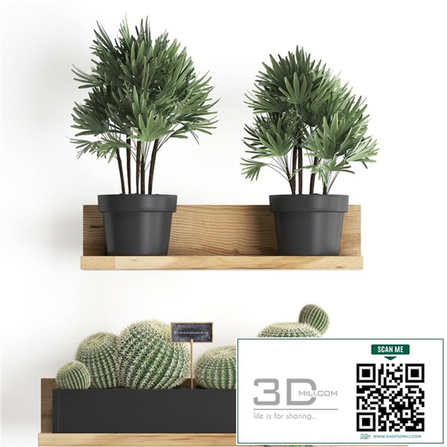 Collection of small plants vertical gardening wooden shelf with flowers in pots with Cactus, monstera, Raphis palm. Set 51.