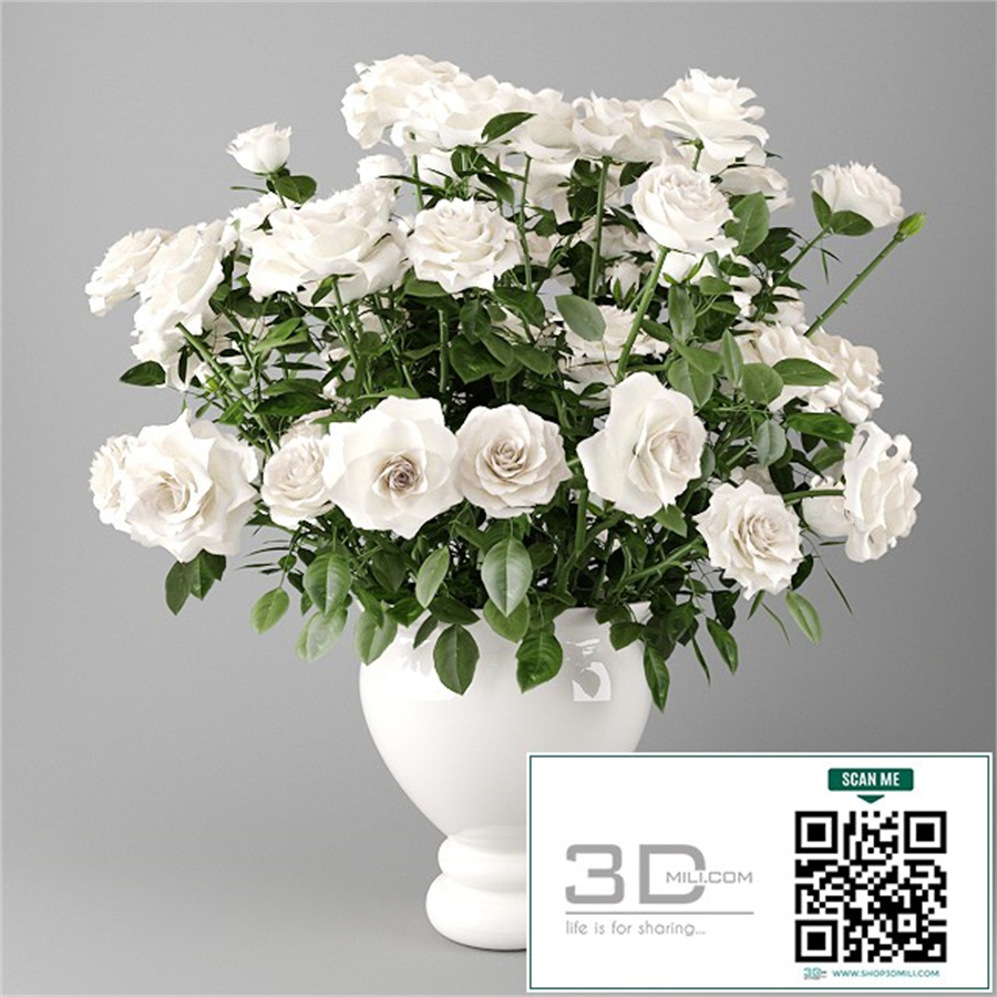 White roses in a white vase | Bouquet of white roses in a white vase