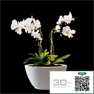 Flowers 02