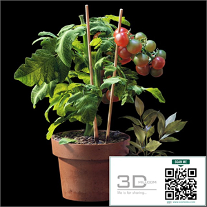 Plant set 06
