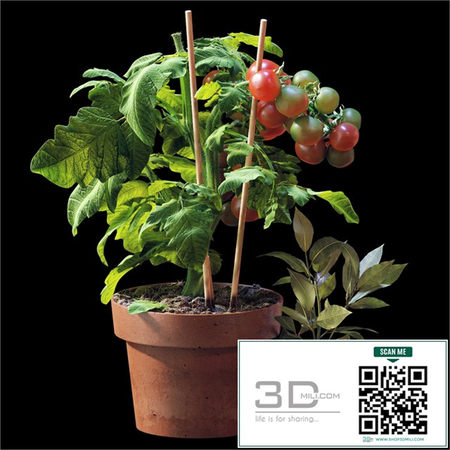 Plant set 06