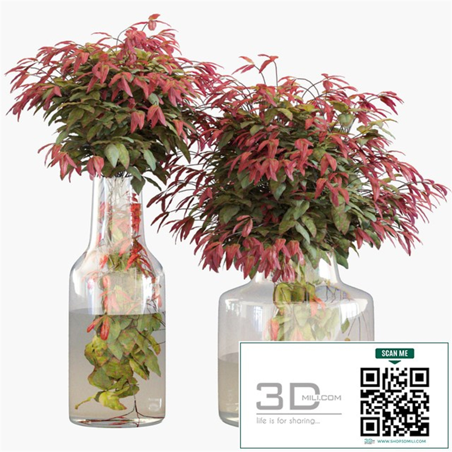 Branches in vases 26: Dwarf sacred bamboo