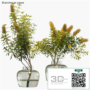 Branches in vases # 28: Banksia