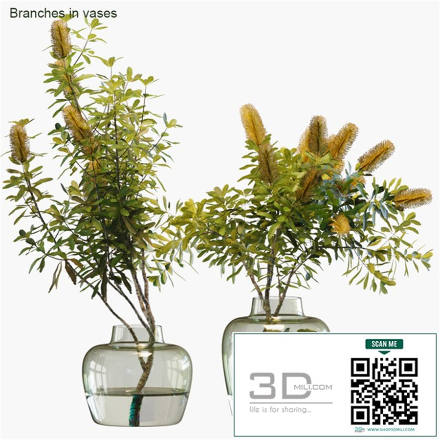 Branches in vases # 28: Banksia