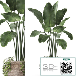 A beautiful lush banana palm bush in a round flower basket made of rattan, strelitzia, Ravenala. Set 412.