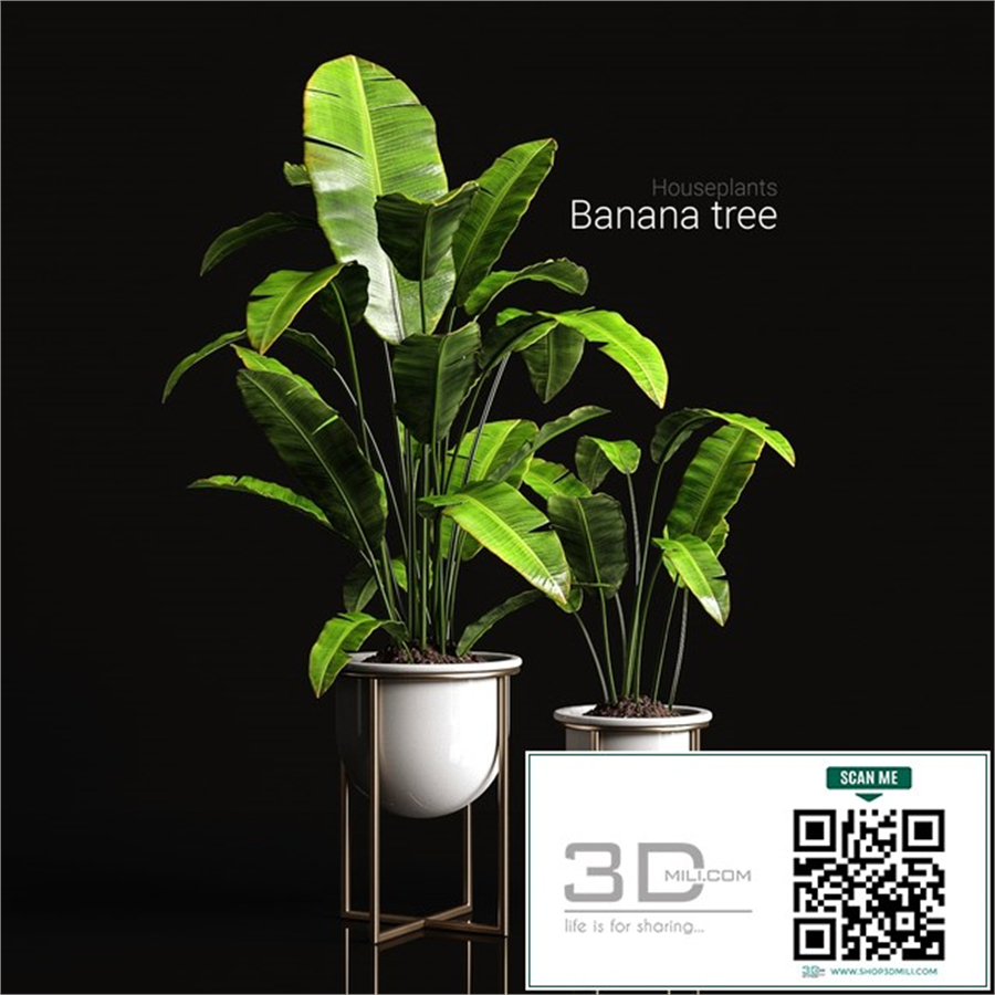 Houseplants banana tree