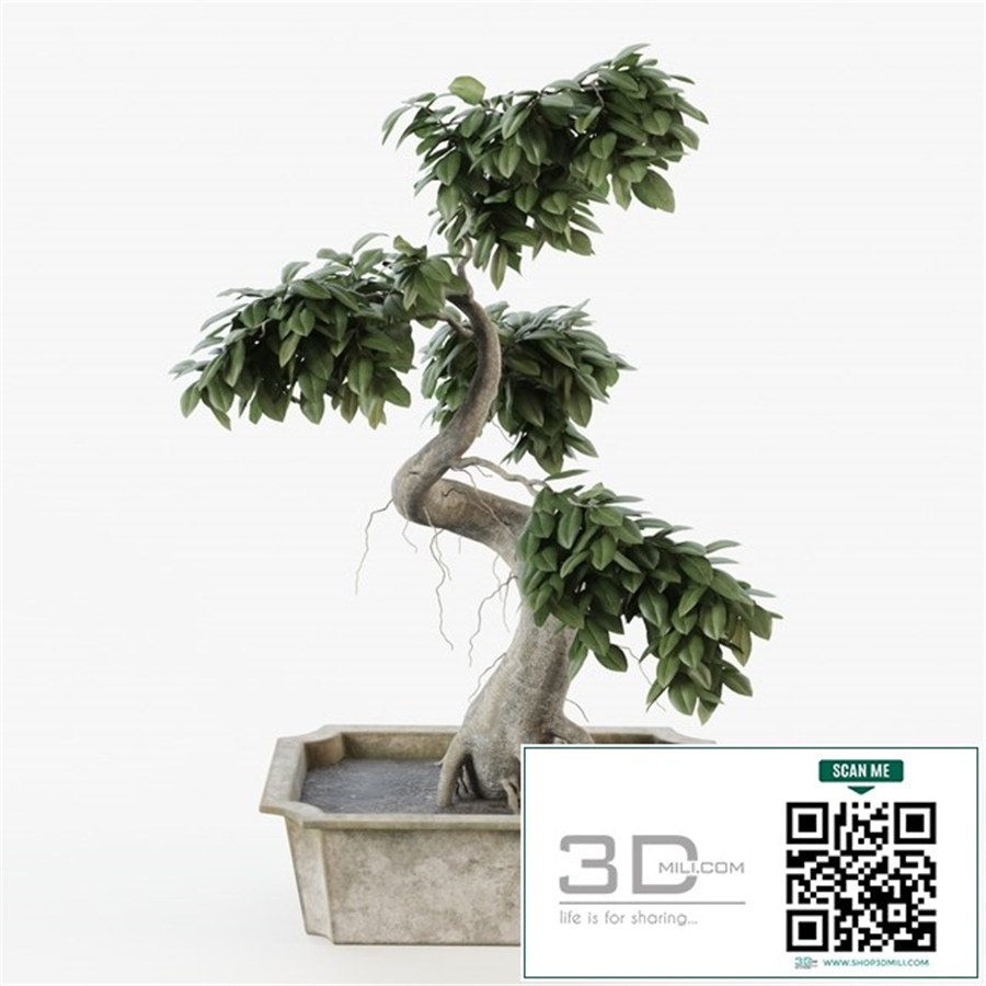 Bonsai tree ficus