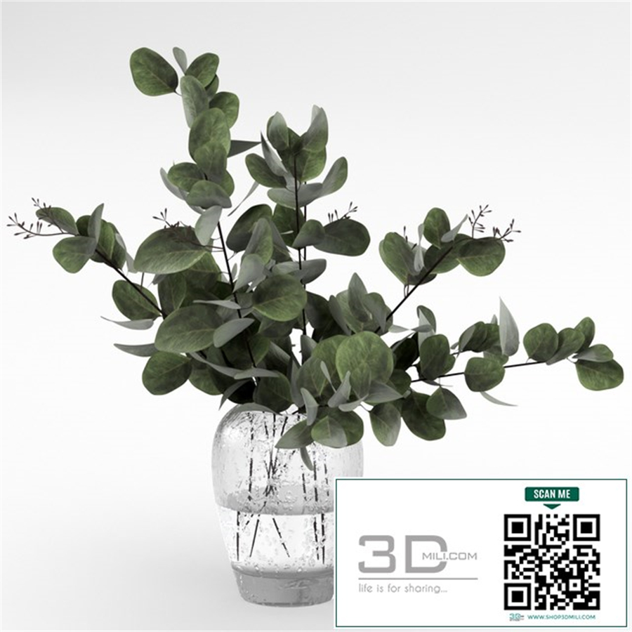 Bouquet of eucalyptus