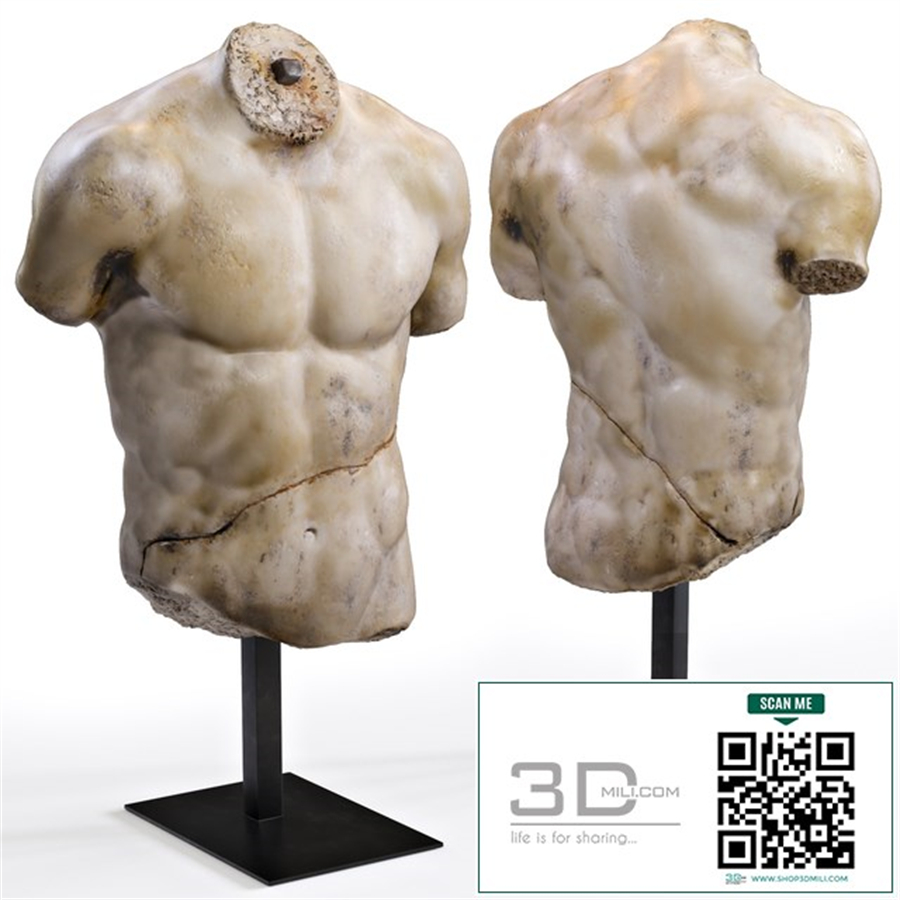 DISCOPHORUS TORSO
