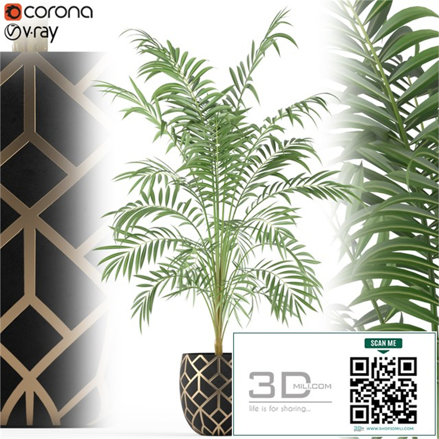 Plants collection 216