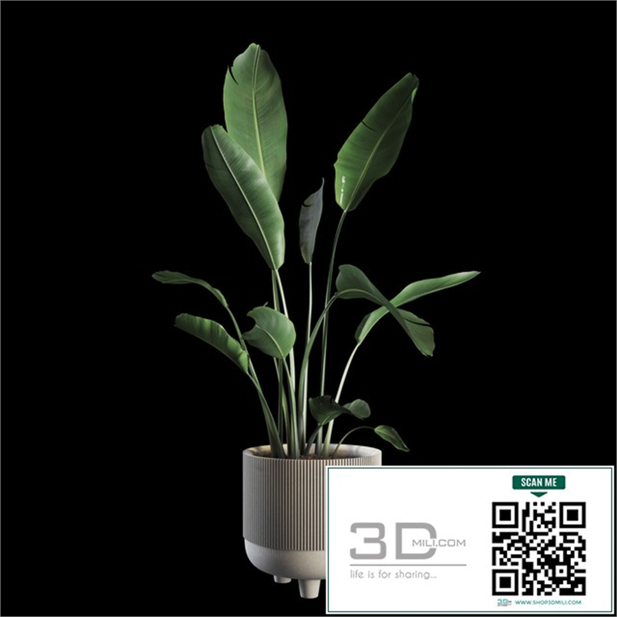 Indoor Plants Set 04