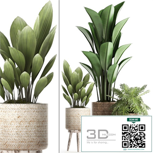 A collection of small plants in modern white rattan baskets with strelitzia, Philodendron, palm grass, ravenala. Set 428.