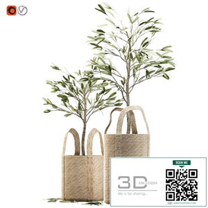 Wicker basket containing the delicate olive tree in pastel tones